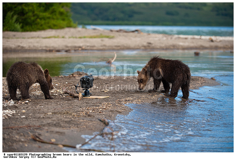 ����� �������, Ursus arctos,    ��������, ��������� ����������, ��������� ����������, ��������, ��������, �������������, �������������, �����, �����, �������, ������, XYZ, ��������, Ursidae, ������������ �������