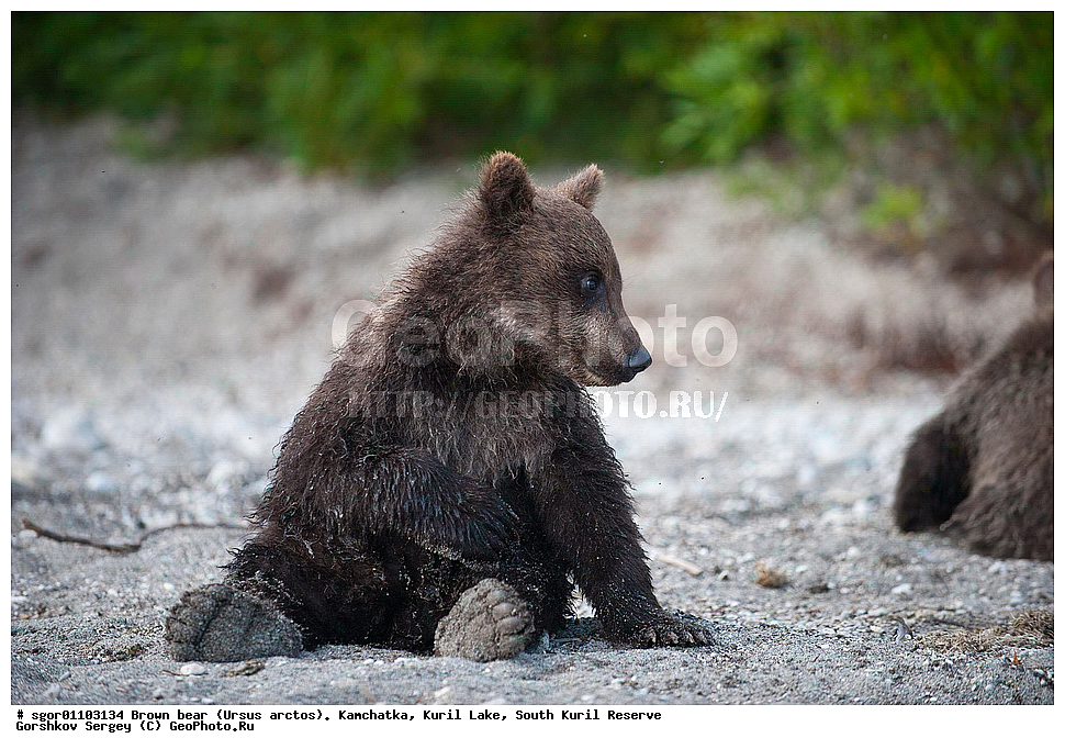 ����� �������, Ursus arctos,   ����� ���������� , ��������, ����-���������� ��������, �� ��������, ��������, ��������, �������������, �������������, �����, �����, �������, ������, XYZ, ��������, Ursidae, ������������ �������