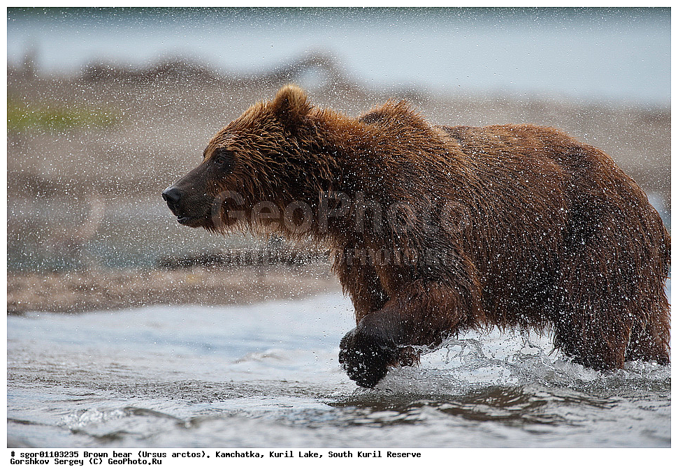 ����� �������, Ursus arctos,   ����� ���������� , ��������, ����-���������� ��������, �� ��������, ��������, ��������, �������������, �������������, �����, �����, �������, ������, XYZ, ��������, Ursidae, ������������ �������