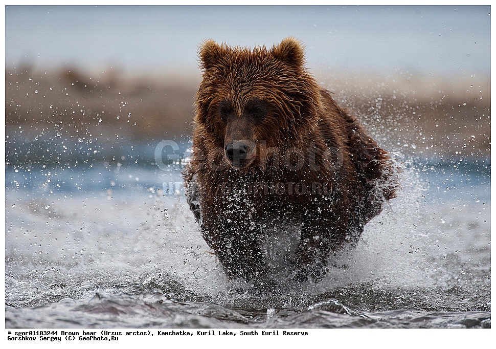 ����� �������, Ursus arctos,   ����� ���������� , ��������, ����-���������� ��������, �� ��������, ��������, ��������, �������������, �������������, �����, �����, �������, ������, XYZ, ��������, Ursidae, ������������ �������