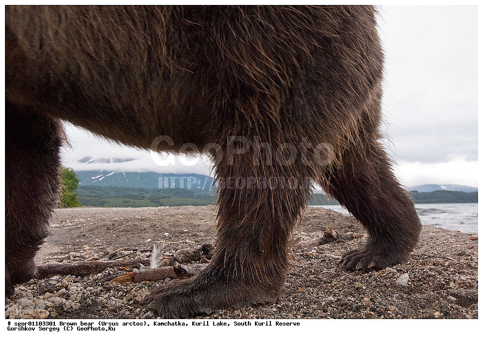����� �������, Ursus arctos,   ����� ���������� , ��������, ����-���������� ��������, �� ��������, ��������, ��������, �������������, �������������, �����, �����, �������, ������, XYZ, ��������, Ursidae, ������������ �������