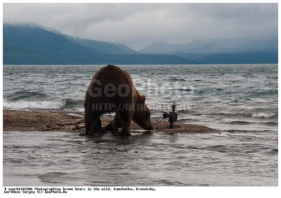 ����� �������, Ursus arctos,    ��������, ��������� ����������, ��������� ����������, ��������, ��������, �������������, �������������, �����, �����, �������, ������, XYZ, ��������, Ursidae, ������������ �������