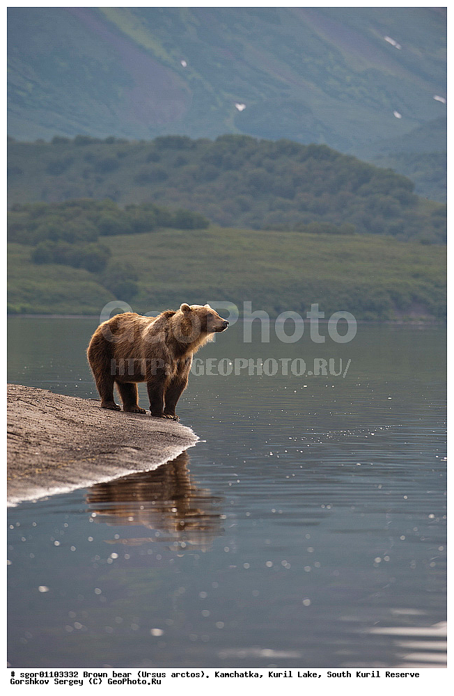 ����� �������, Ursus arctos,   ����� ���������� , ��������, ����-���������� ��������, �� ��������, ��������, ��������, �������������, �������������, �����, �����, �������, ������, XYZ, ��������, Ursidae, ������������ �������