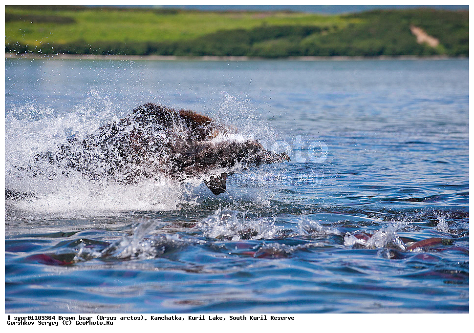 ����� �������, Ursus arctos,   ����� ���������� , ��������, ����-���������� ��������, �� ��������, ��������, ��������, �������������, �������������, �����, �����, �������, ������, XYZ, ��������, Ursidae, ������������ �������