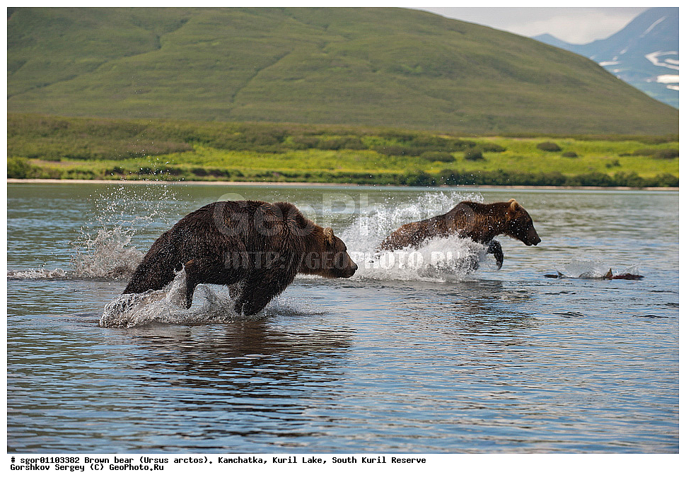 ����� �������, Ursus arctos,   ����� ���������� , ��������, ����-���������� ��������, �� ��������, ��������, ��������, �������������, �������������, �����, �����, �������, ������, XYZ, ��������, Ursidae, ������������ �������