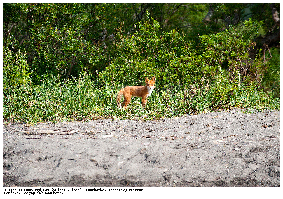 ������������ ������, Vulpes vulpes, ��������, ��������� ����������, ��������� ����������, ���������� �����, ��������, ��������, �������������, �������������, �����, �����, �������, ������, XYZ, ������, �������, ������, Canidae, ������������ ������, ����� ������, ����, Vulpes vulpes
