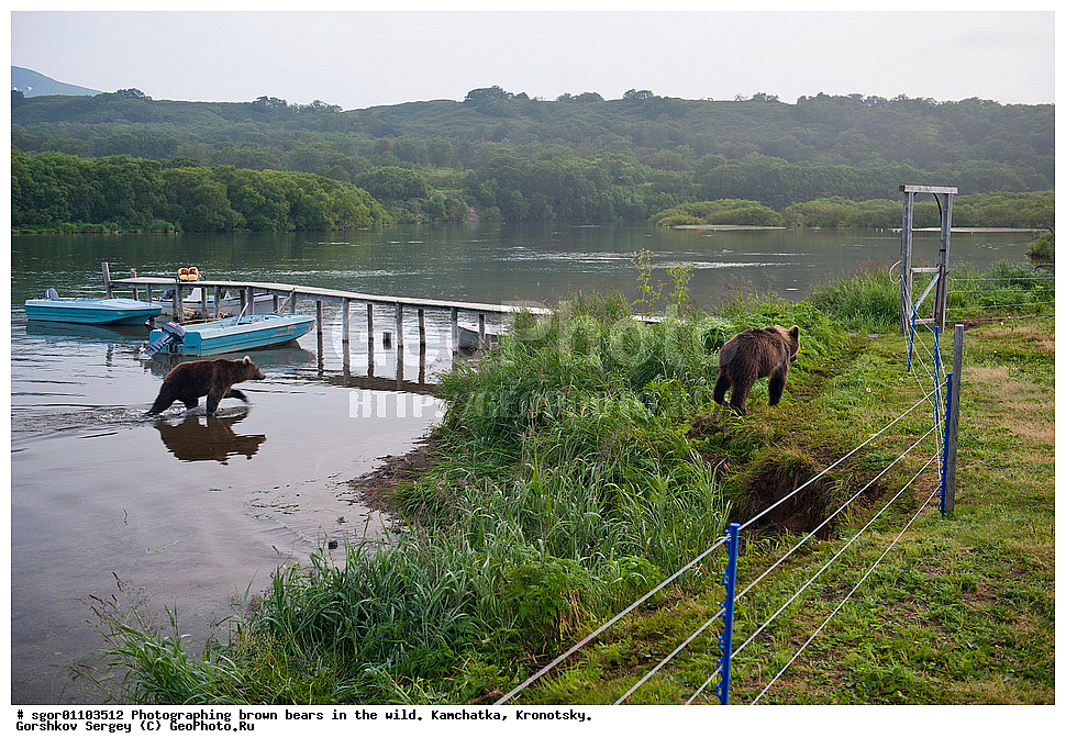 ����� �������, Ursus arctos,    ��������, ��������� ����������, ��������� ����������, ��������, ��������, �������������, �������������, �����, �����, �������, ������, XYZ, ��������, Ursidae, ������������ �������