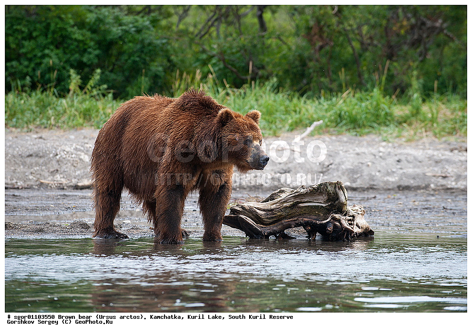 ����� �������, Ursus arctos,   ����� ���������� , ��������, ����-���������� ��������, �� ��������, ��������, ��������, �������������, �������������, �����, �����, �������, ������, XYZ, ��������, Ursidae, ������������ �������