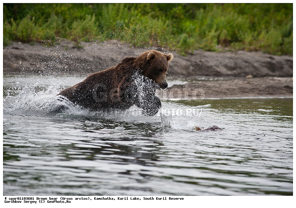 ����� �������, Ursus arctos,   ����� ���������� , ��������, ����-���������� ��������, �� ��������, ��������, ��������, �������������, �������������, �����, �����, �������, ������, XYZ, ��������, Ursidae, ������������ �������