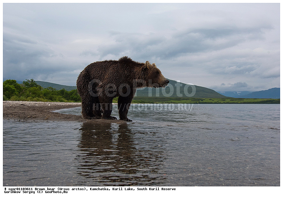 ����� �������, Ursus arctos,   ����� ���������� , ��������, ����-���������� ��������, �� ��������, ��������, ��������, �������������, �������������, �����, �����, �������, ������, XYZ, ��������, Ursidae, ������������ �������