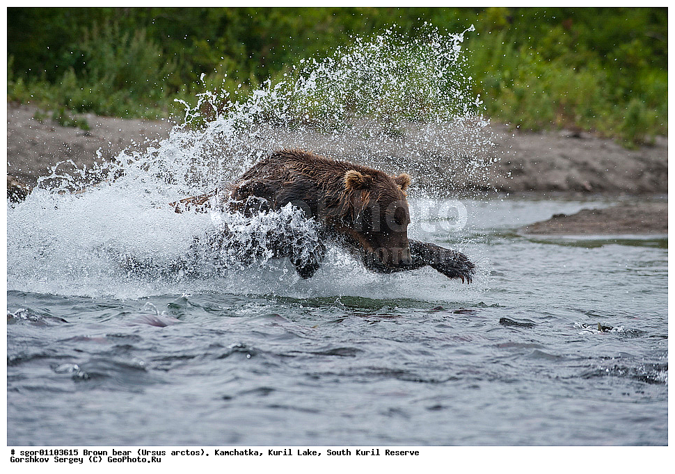 ����� �������, Ursus arctos,   ����� ���������� , ��������, ����-���������� ��������, �� ��������, ��������, ��������, �������������, �������������, �����, �����, �������, ������, XYZ, ��������, Ursidae, ������������ �������