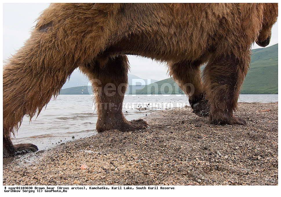����� �������, Ursus arctos,   ����� ���������� , ��������, ����-���������� ��������, �� ��������, ��������, ��������, �������������, �������������, �����, �����, �������, ������, XYZ, ��������, Ursidae, ������������ �������