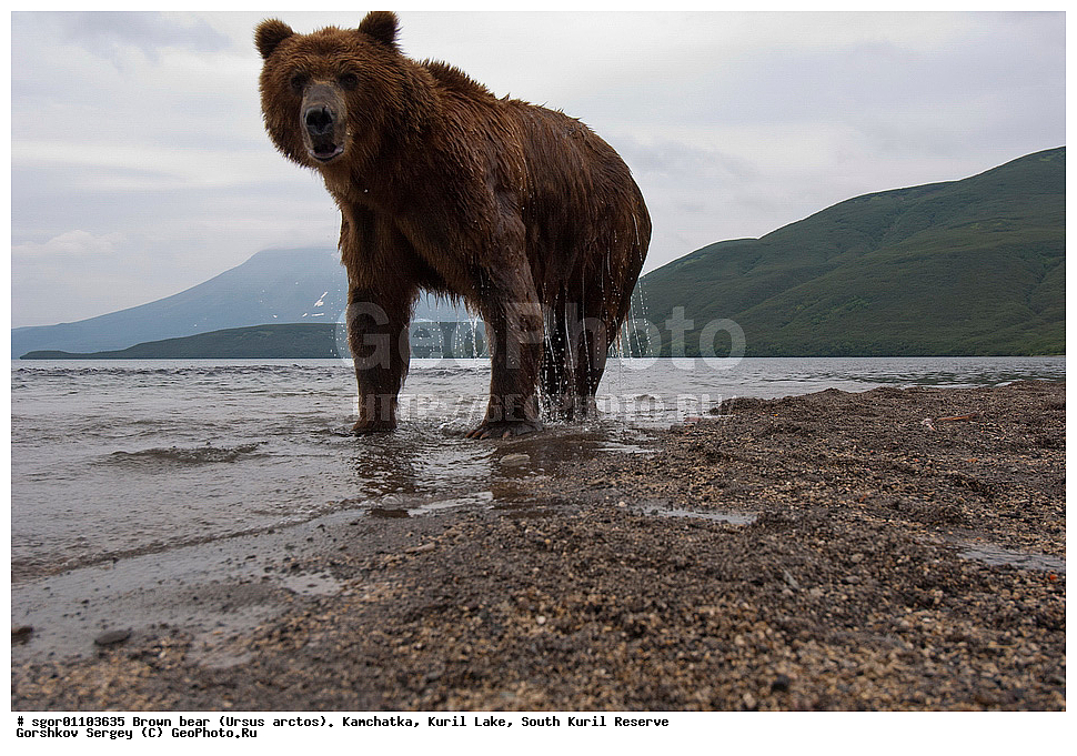 ����� �������, Ursus arctos,   ����� ���������� , ��������, ����-���������� ��������, �� ��������, ��������, ��������, �������������, �������������, �����, �����, �������, ������, XYZ, ��������, Ursidae, ������������ �������