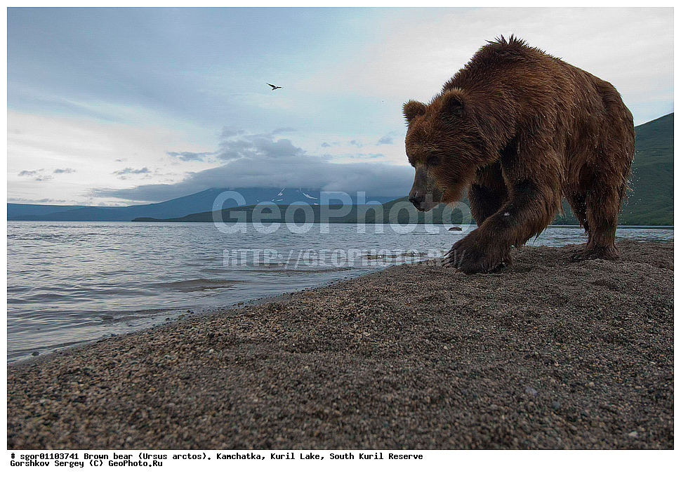 ����� �������, Ursus arctos,   ����� ���������� , ��������, ����-���������� ��������, �� ��������, ��������, ��������, �������������, �������������, �����, �����, �������, ������, XYZ, ��������, Ursidae, ������������ �������