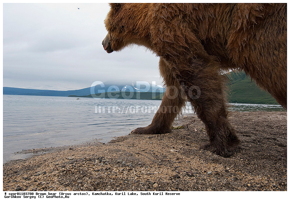 ����� �������, Ursus arctos,   ����� ���������� , ��������, ����-���������� ��������, �� ��������, ��������, ��������, �������������, �������������, �����, �����, �������, ������, XYZ, ��������, Ursidae, ������������ �������