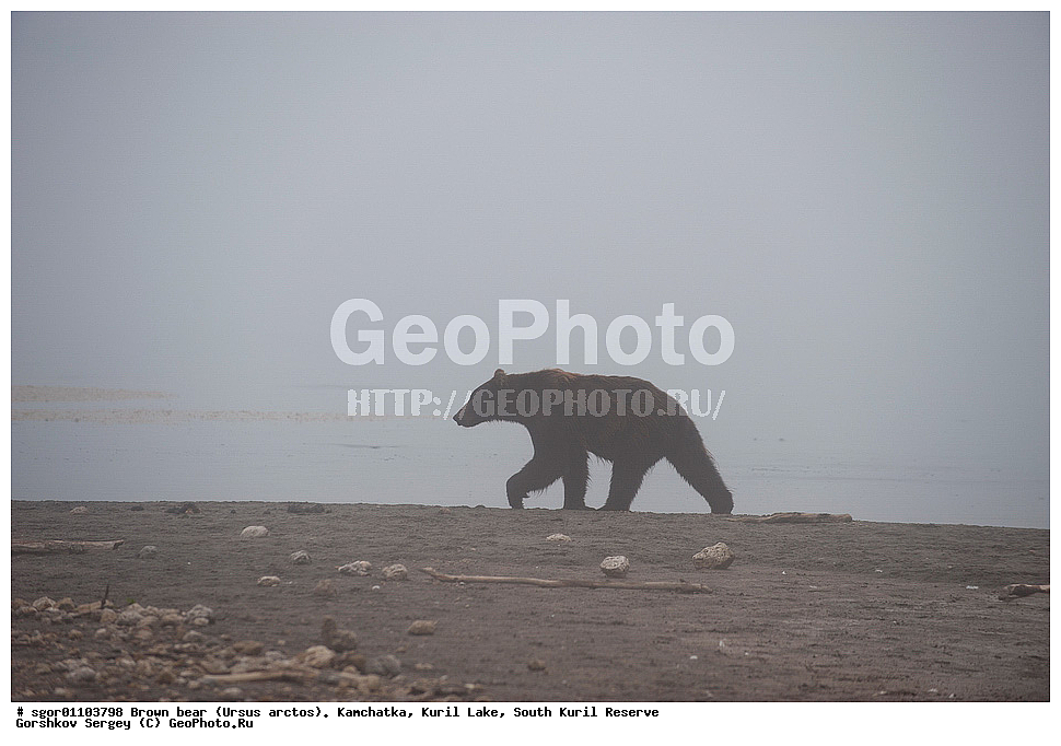 ����� �������, Ursus arctos,   ����� ���������� , ��������, ����-���������� ��������, �� ��������, ��������, ��������, �������������, �������������, �����, �����, �������, ������, XYZ, ��������, Ursidae, ������������ �������