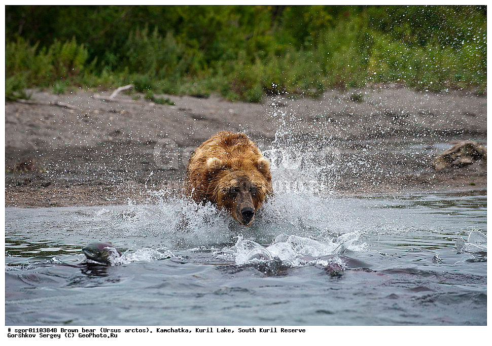 ����� �������, Ursus arctos,   ����� ���������� , ��������, ����-���������� ��������, �� ��������, ��������, ��������, �������������, �������������, �����, �����, �������, ������, XYZ, ��������, Ursidae, ������������ �������