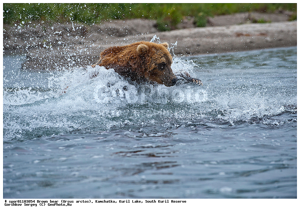 ����� �������, Ursus arctos,   ����� ���������� , ��������, ����-���������� ��������, �� ��������, ��������, ��������, �������������, �������������, �����, �����, �������, ������, XYZ, ��������, Ursidae, ������������ �������