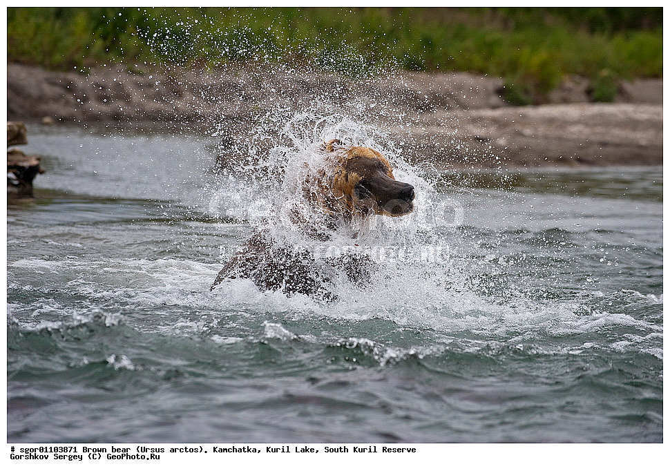 ����� �������, Ursus arctos,   ����� ���������� , ��������, ����-���������� ��������, �� ��������, ��������, ��������, �������������, �������������, �����, �����, �������, ������, XYZ, ��������, Ursidae, ������������ �������
