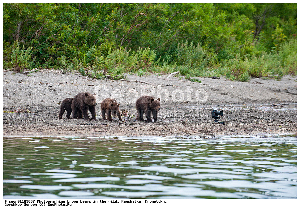 ����� �������, Ursus arctos,    ��������, ��������� ����������, ��������� ����������, ��������, ��������, �������������, �������������, �����, �����, �������, ������, XYZ, ��������, Ursidae, ������������ �������
