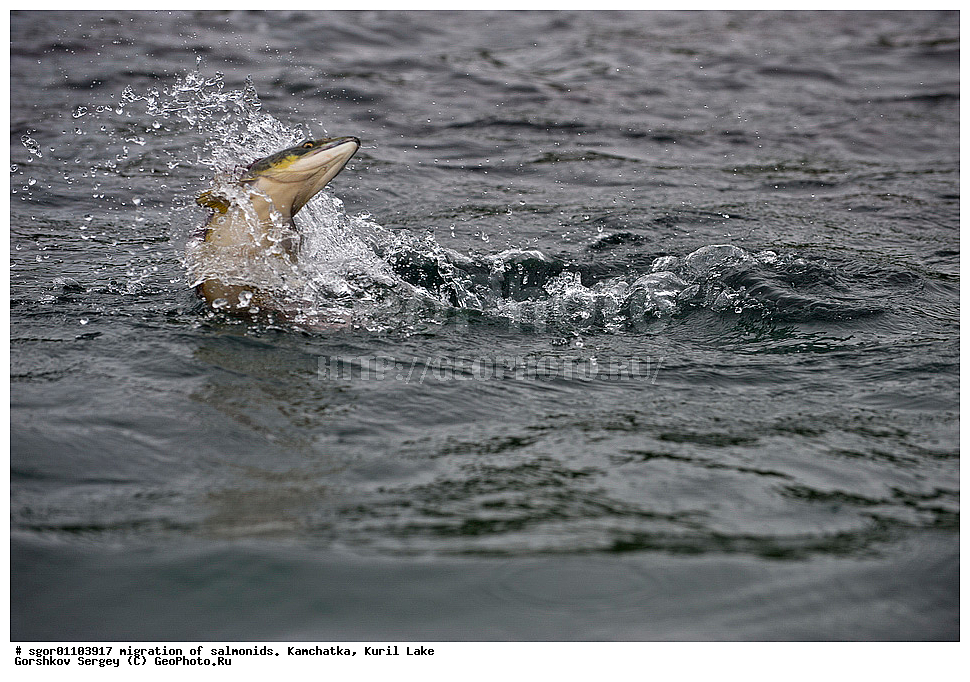 ��������, ������, ����, ��������, ��������� ����������, ��������� ����������, ���������� �����