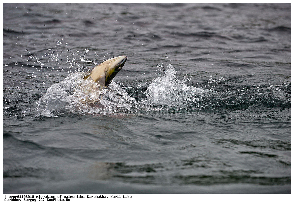 ��������, ������, ����, ��������, ��������� ����������, ��������� ����������, ���������� �����