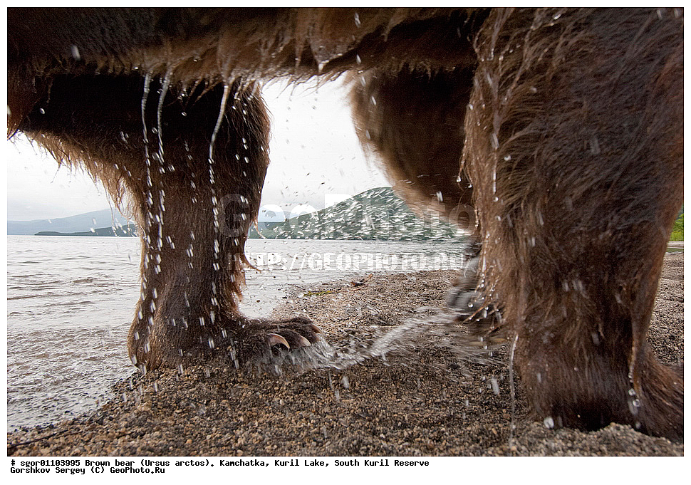 ����� �������, Ursus arctos,   ����� ���������� , ��������, ����-���������� ��������, �� ��������, ��������, ��������, �������������, �������������, �����, �����, �������, ������, XYZ, ��������, Ursidae, ������������ �������