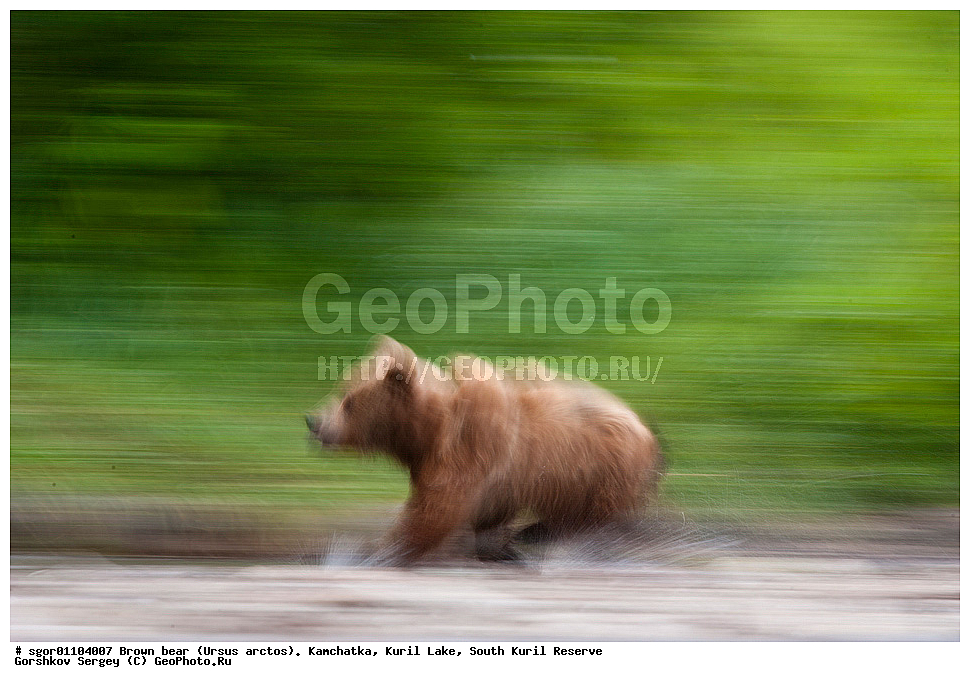 ����� �������, Ursus arctos,   ����� ���������� , ��������, ����-���������� ��������, �� ��������, ��������, ��������, �������������, �������������, �����, �����, �������, ������, XYZ, ��������, Ursidae, ������������ �������