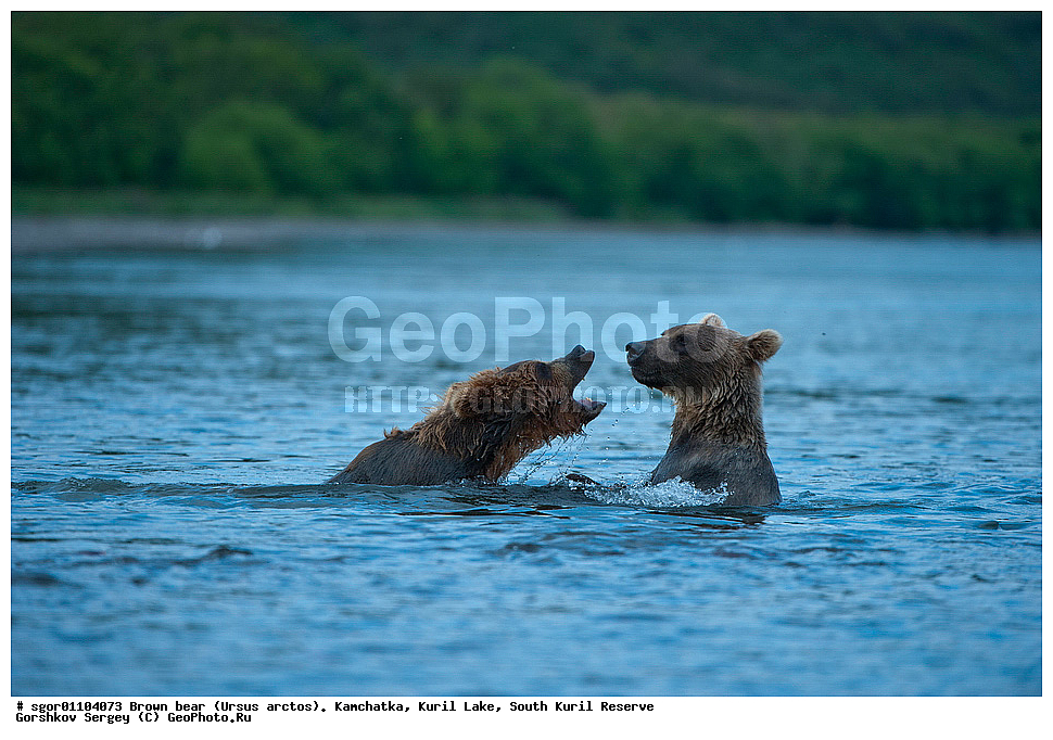 ����� �������, Ursus arctos,   ����� ���������� , ��������, ����-���������� ��������, �� ��������, ��������, ��������, �������������, �������������, �����, �����, �������, ������, XYZ, ��������, Ursidae, ������������ �������