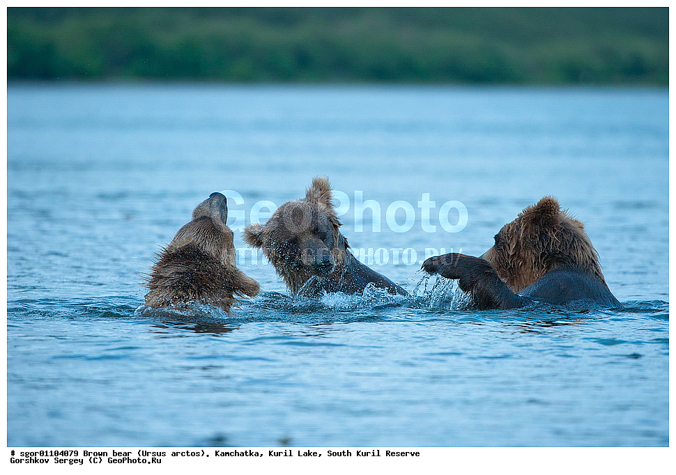 ����� �������, Ursus arctos,   ����� ���������� , ��������, ����-���������� ��������, �� ��������, ��������, ��������, �������������, �������������, �����, �����, �������, ������, XYZ, ��������, Ursidae, ������������ �������