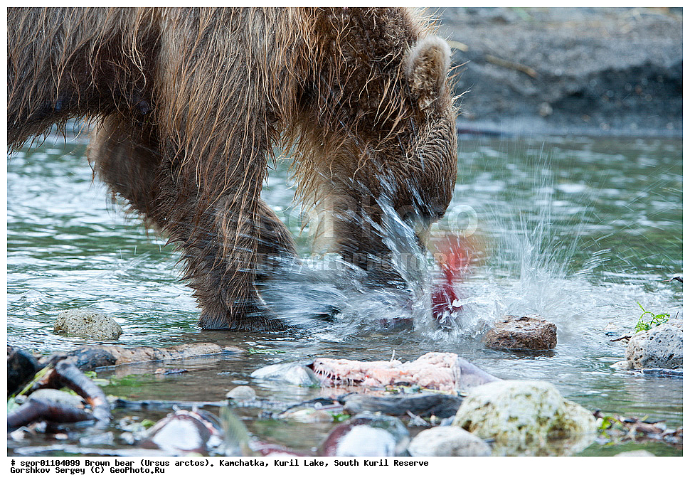 ����� �������, Ursus arctos,   ����� ���������� , ��������, ����-���������� ��������, �� ��������, ��������, ��������, �������������, �������������, �����, �����, �������, ������, XYZ, ��������, Ursidae, ������������ �������