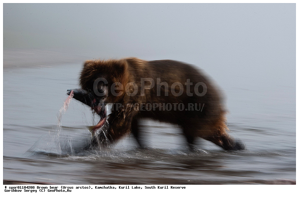 ����� �������, Ursus arctos,   ����� ���������� , ��������, ����-���������� ��������, �� ��������, ��������, ��������, �������������, �������������, �����, �����, �������, ������, XYZ, ��������, Ursidae, ������������ �������