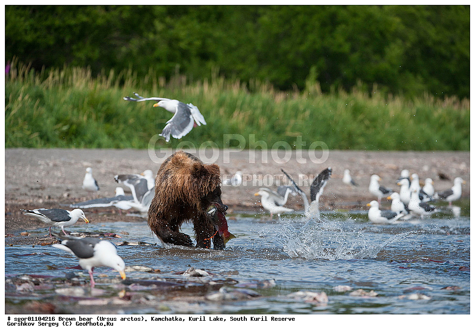 ����� �������, Ursus arctos,   ����� ���������� , ��������, ����-���������� ��������, �� ��������, ��������, ��������, �������������, �������������, �����, �����, �������, ������, XYZ, ��������, Ursidae, ������������ �������