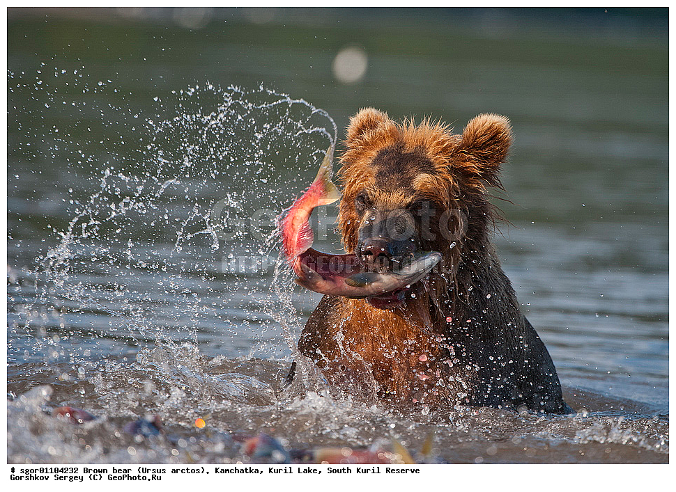 ����� �������, Ursus arctos,   ����� ���������� , ��������, ����-���������� ��������, �� ��������, ��������, ��������, �������������, �������������, �����, �����, �������, ������, XYZ, ��������, Ursidae, ������������ �������