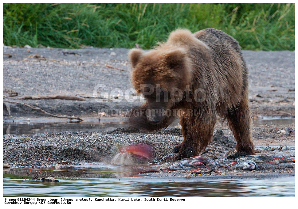 ����� �������, Ursus arctos,   ����� ���������� , ��������, ����-���������� ��������, �� ��������, ��������, ��������, �������������, �������������, �����, �����, �������, ������, XYZ, ��������, Ursidae, ������������ �������