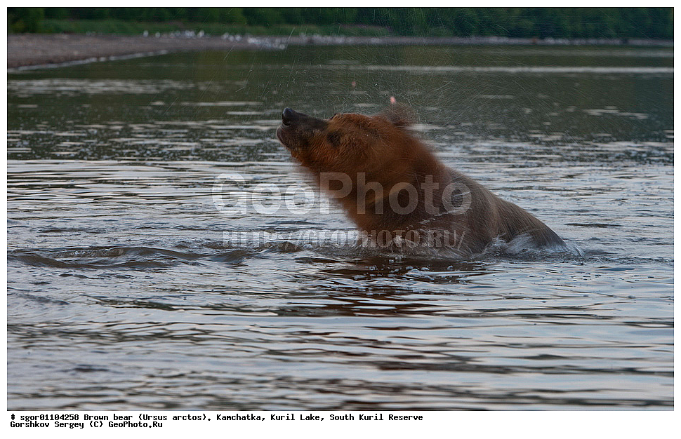 ����� �������, Ursus arctos,   ����� ���������� , ��������, ����-���������� ��������, �� ��������, ��������, ��������, �������������, �������������, �����, �����, �������, ������, XYZ, ��������, Ursidae, ������������ �������