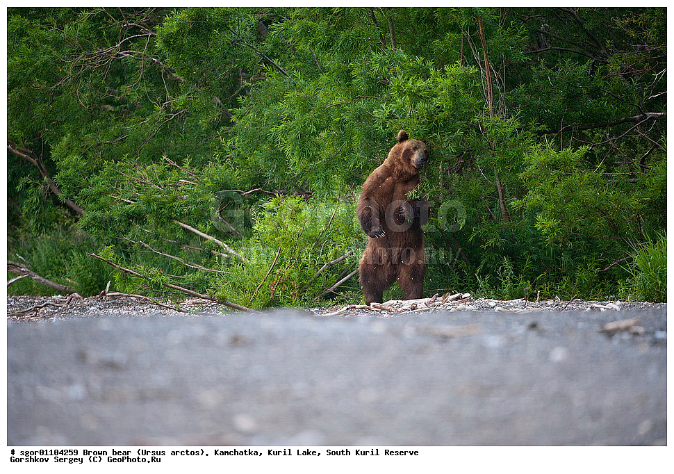 ����� �������, Ursus arctos,   ����� ���������� , ��������, ����-���������� ��������, �� ��������, ��������, ��������, �������������, �������������, �����, �����, �������, ������, XYZ, ��������, Ursidae, ������������ �������