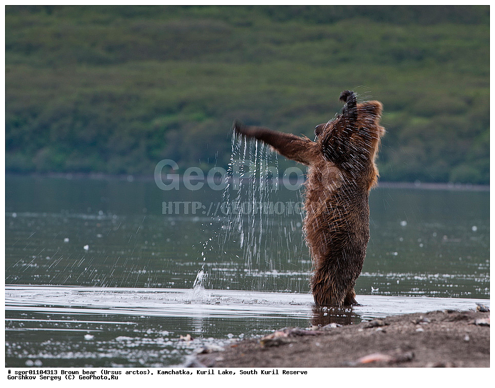 ����� �������, Ursus arctos,   ����� ���������� , ��������, ����-���������� ��������, �� ��������, ��������, ��������, �������������, �������������, �����, �����, �������, ������, XYZ, ��������, Ursidae, ������������ �������