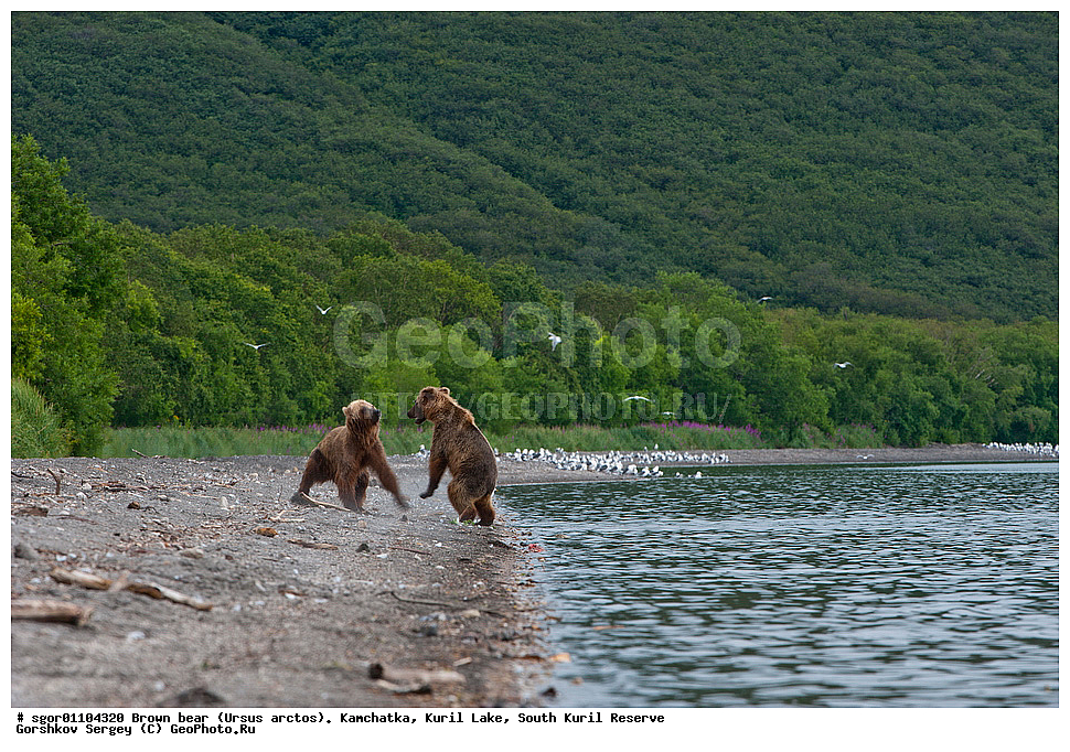 ����� �������, Ursus arctos,   ����� ���������� , ��������, ����-���������� ��������, �� ��������, ��������, ��������, �������������, �������������, �����, �����, �������, ������, XYZ, ��������, Ursidae, ������������ �������