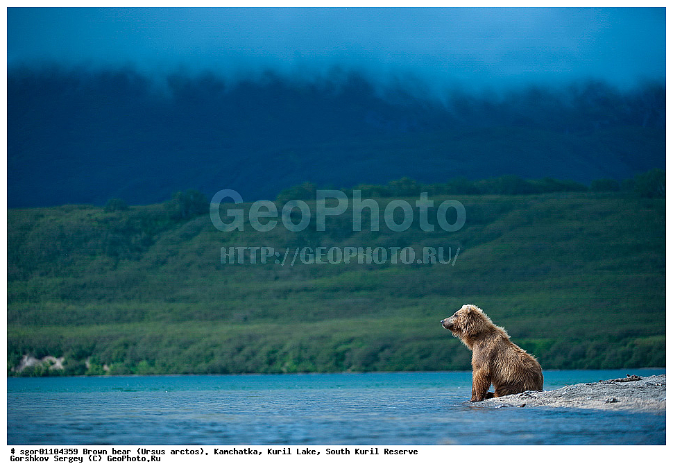����� �������, Ursus arctos,   ����� ���������� , ��������, ����-���������� ��������, �� ��������, ��������, ��������, �������������, �������������, �����, �����, �������, ������, XYZ, ��������, Ursidae, ������������ �������