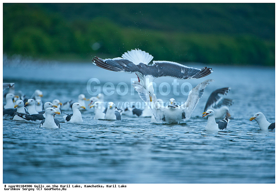  �����, �����, �����, ��������, ��������� ����������, ��������� ����������, ���������� �����