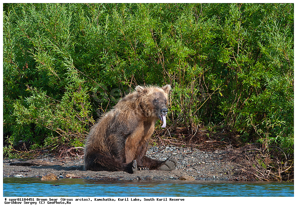 ����� �������, Ursus arctos,   ����� ���������� , ��������, ����-���������� ��������, �� ��������, ��������, ��������, �������������, �������������, �����, �����, �������, ������, XYZ, ��������, Ursidae, ������������ �������