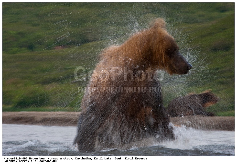 ����� �������, Ursus arctos,   ����� ���������� , ��������, ����-���������� ��������, �� ��������, ��������, ��������, �������������, �������������, �����, �����, �������, ������, XYZ, ��������, Ursidae, ������������ �������