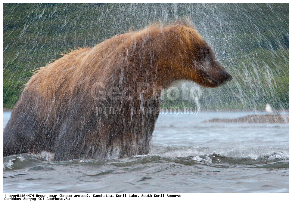 ����� �������, Ursus arctos,   ����� ���������� , ��������, ����-���������� ��������, �� ��������, ��������, ��������, �������������, �������������, �����, �����, �������, ������, XYZ, ��������, Ursidae, ������������ �������