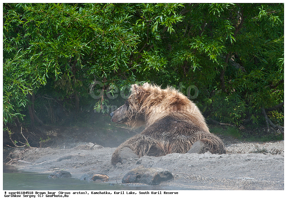 ����� �������, Ursus arctos,   ����� ���������� , ��������, ����-���������� ��������, �� ��������, ��������, ��������, �������������, �������������, �����, �����, �������, ������, XYZ, ��������, Ursidae, ������������ �������