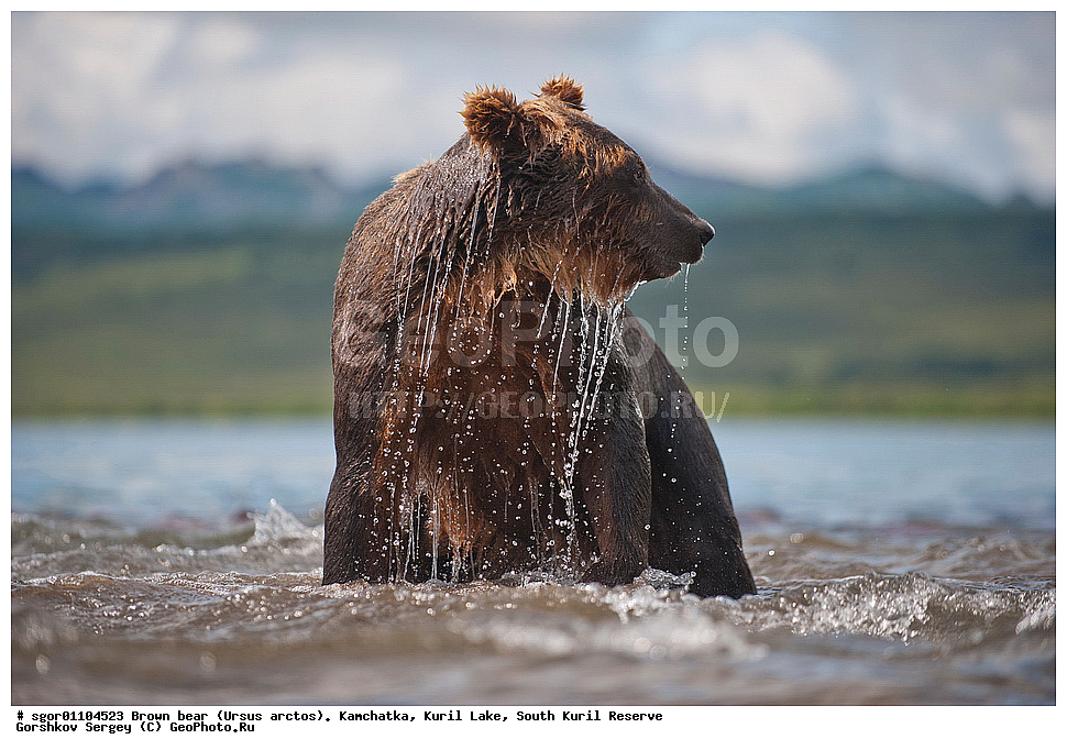 ����� �������, Ursus arctos,   ����� ���������� , ��������, ����-���������� ��������, �� ��������, ��������, ��������, �������������, �������������, �����, �����, �������, ������, XYZ, ��������, Ursidae, ������������ �������