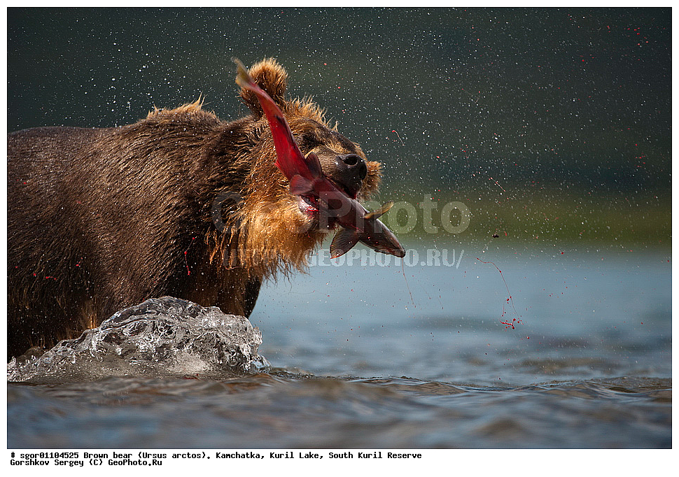 ����� �������, Ursus arctos,   ����� ���������� , ��������, ����-���������� ��������, �� ��������, ��������, ��������, �������������, �������������, �����, �����, �������, ������, XYZ, ��������, Ursidae, ������������ �������