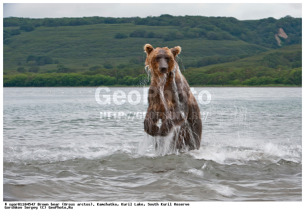 ����� �������, Ursus arctos,   ����� ���������� , ��������, ����-���������� ��������, �� ��������, ��������, ��������, �������������, �������������, �����, �����, �������, ������, XYZ, ��������, Ursidae, ������������ �������