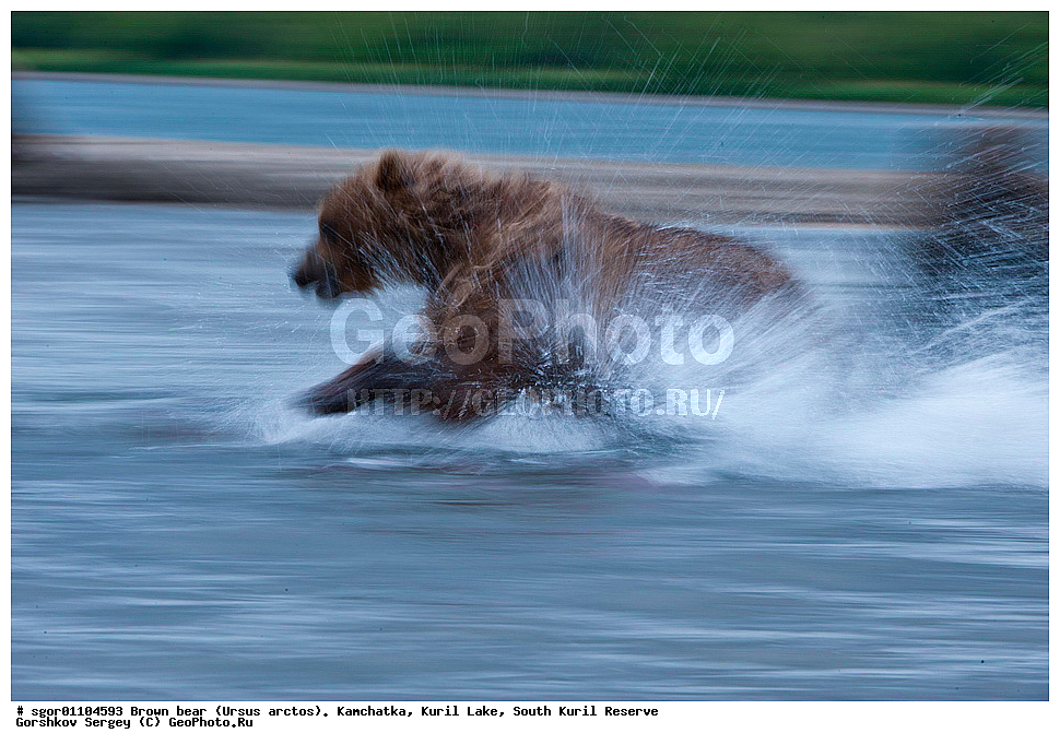 ����� �������, Ursus arctos,   ����� ���������� , ��������, ����-���������� ��������, �� ��������, ��������, ��������, �������������, �������������, �����, �����, �������, ������, XYZ, ��������, Ursidae, ������������ �������