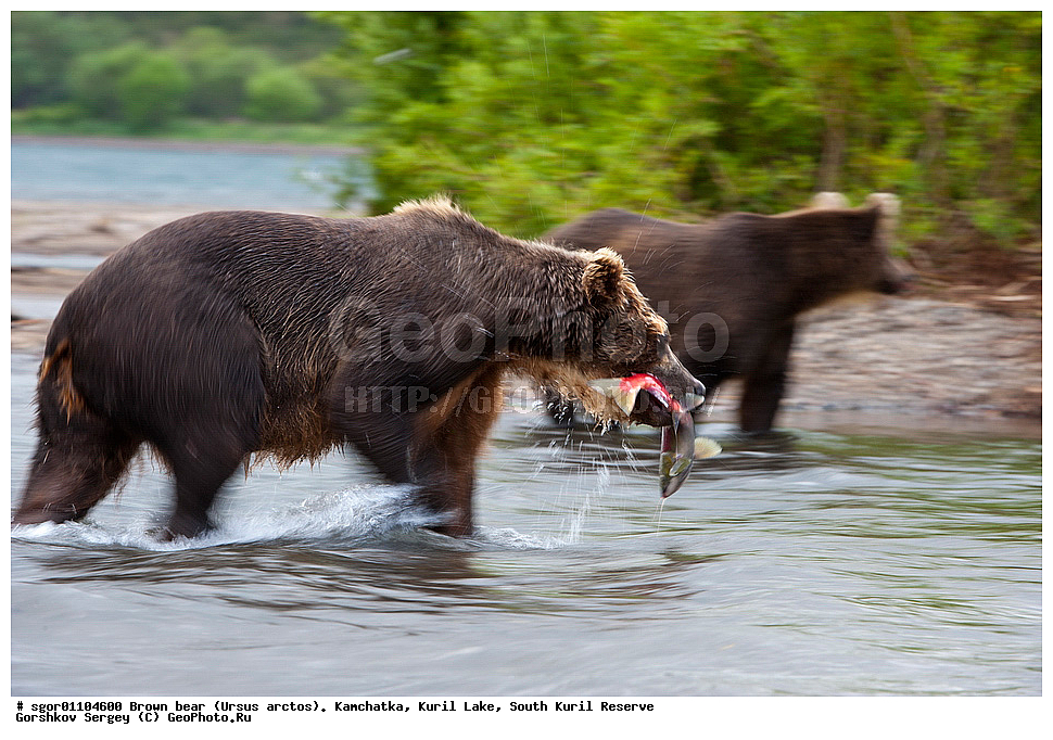 ����� �������, Ursus arctos,   ����� ���������� , ��������, ����-���������� ��������, �� ��������, ��������, ��������, �������������, �������������, �����, �����, �������, ������, XYZ, ��������, Ursidae, ������������ �������